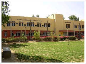 Camel Research Farm, Bikaner