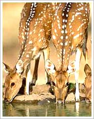 Gajner Wildlife Sanctuary, Bikaner