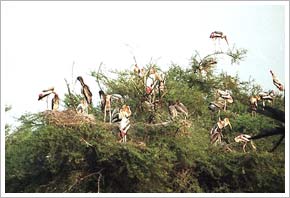 Keoladeo Ghana National Park, Bharatpur