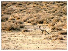 Desert National Park, Jaisalmer