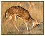 Rajasthan Wildlife Tours, Rajasthan ours, Rajasthan Tour Packages