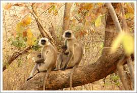 Nahargarh Wildlife, Rajasthan